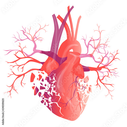 Vector realistic Human heart. Anatomy concept. illustration