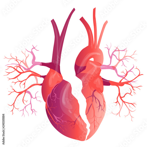 Vector realistic Human heart. Anatomy concept. illustration