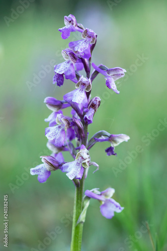 Green veined orchid