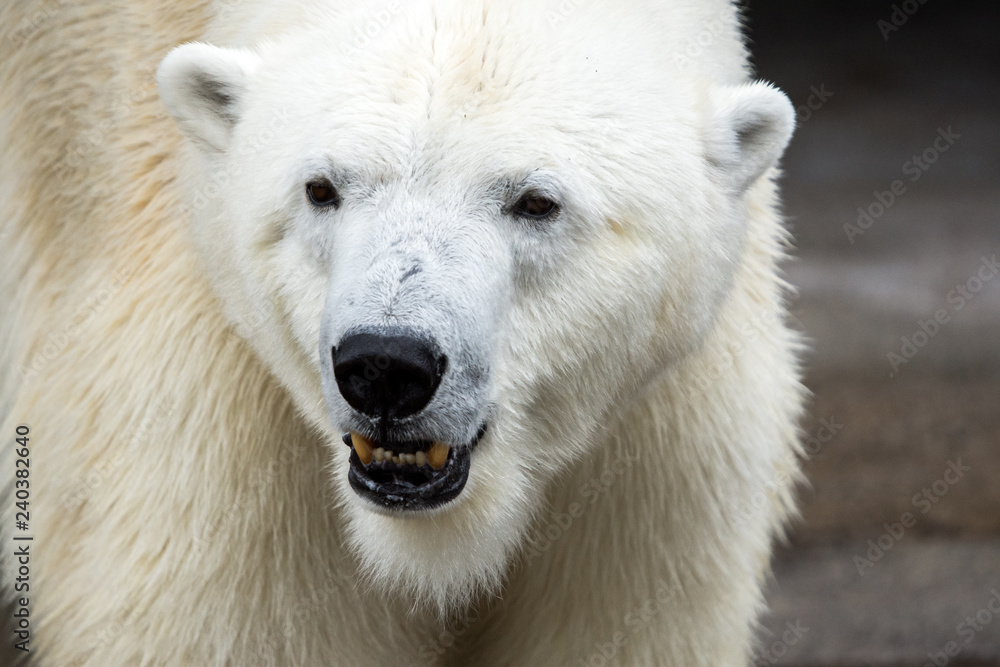Close up Polar bear (Ursus maritimus). Close up Polar bear (Ursus maritimus).