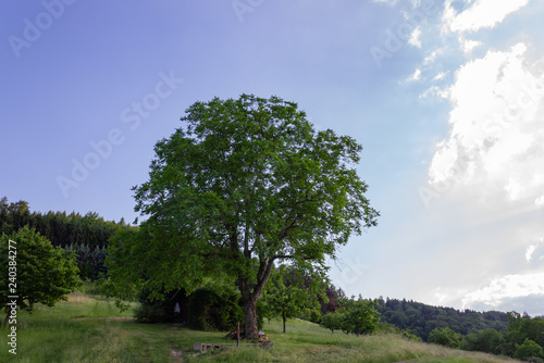 big chestnut tree on mountain