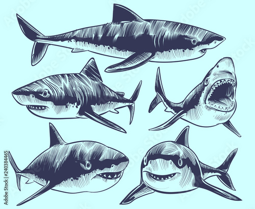 Sketch shark. Swimming sharks with open mouth. Underwater animal vector tattoo collection. Illustration of shark animal, dangerous predator marine