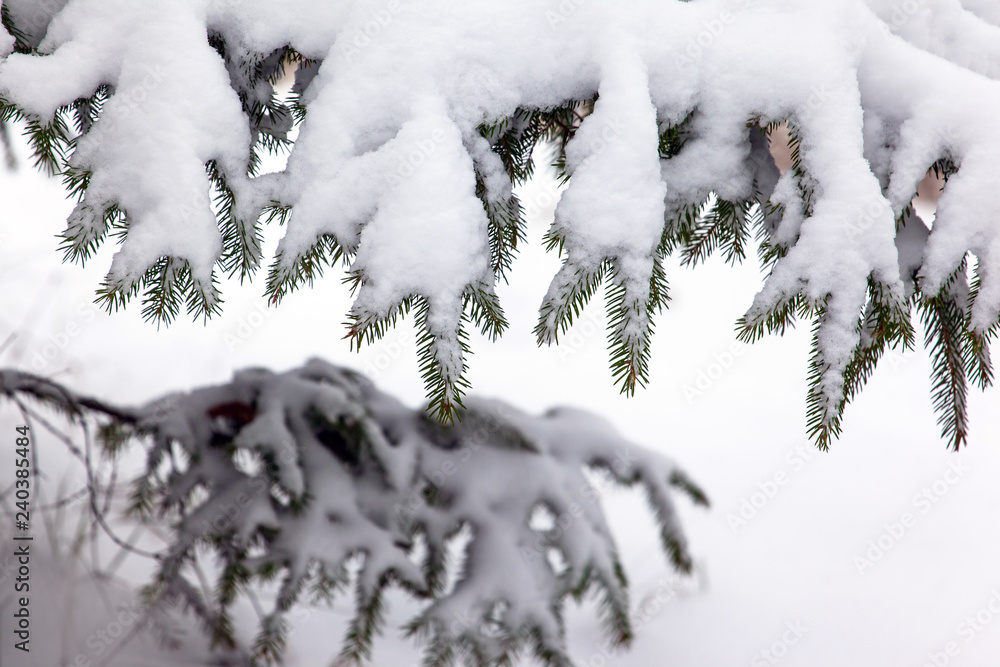 snow-covered branches of spruce