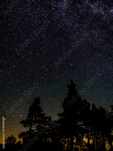 stars above the trees