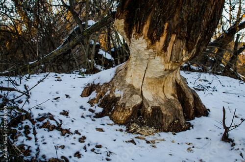 Beavers gnaw and knock down trees. Nature around the village