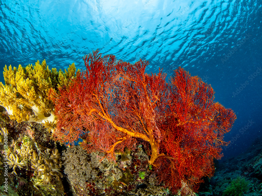 Underwater  Corals of the Sea