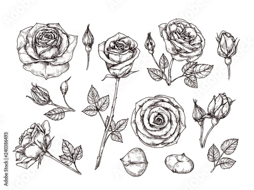 Hand drawn roses. Sketch rose flowers with thorns and leaves. Black and white vintage etching vector botanical isolated set. Illustration of rose petal, sketch botany floral plant