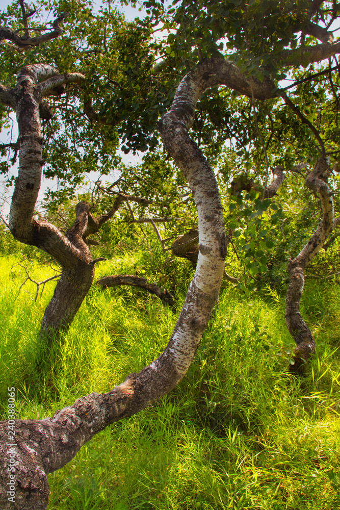 Fototapeta premium The Crooked Bush is a grove of aspen trees that grow in all directions, except straight up.