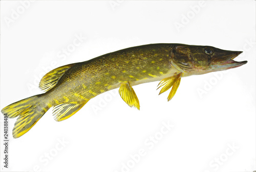 Fototapeta Naklejka Na Ścianę i Meble -  Pike. Isolated on white background