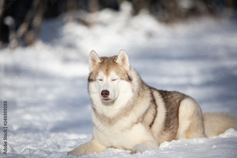 Husky dog lying in the snow. Beige and white Siberian husky on a walk in winter forest