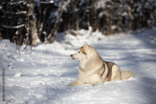 Husky dog lying in the snow. Beige and white Siberian husky on a walk in winter forest