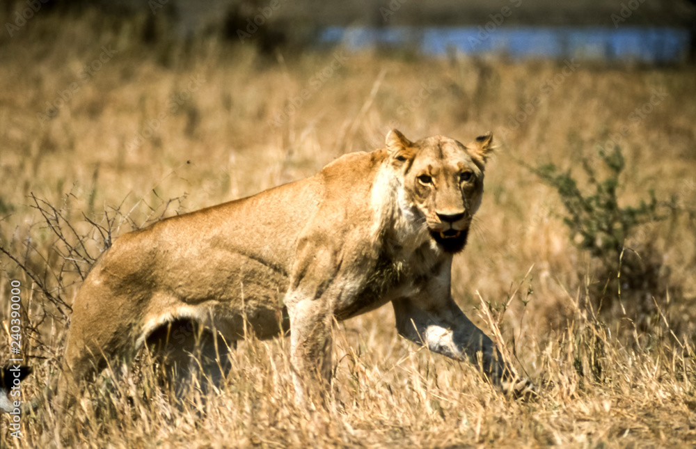 Lion, (Panthera leo), Kruger National Park, Mpumalanga, South Africa, Africa Lion, (Panthera leo), Kruger National Park, Mpumalanga, South Africa, Africa