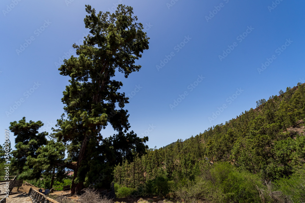 Pino Gordo is the oldest Canarian pine (circa 200 years old), 46 meters high and 11 meters in girth. Tenerife. Canary Islands. Spain.