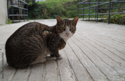 Cute  kitten on the  pavement photo