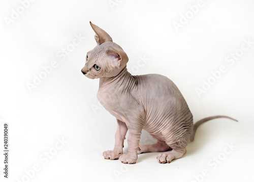 cat sphinx on a white background 