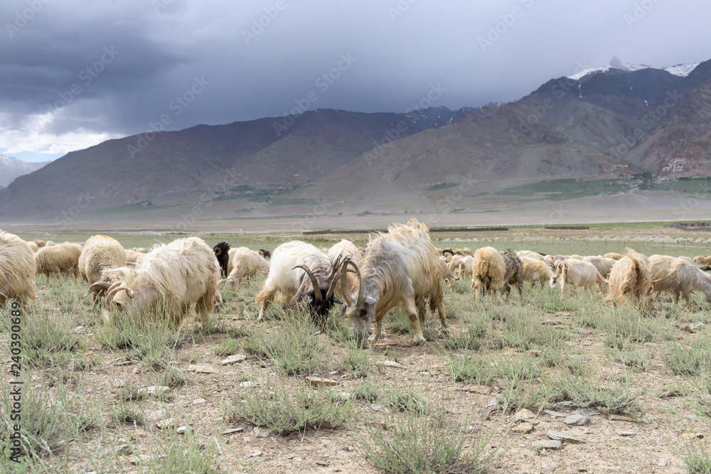 Fototapeta premium Kashmir goats in beautiful India landscape with snow peaks background
