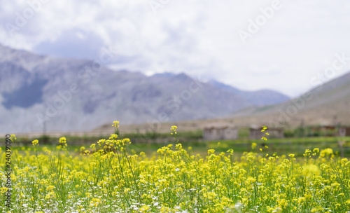 Fototapeta Naklejka Na Ścianę i Meble -  Mustard flower field in Zanskar valley,Leh India