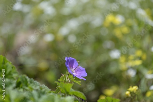 Fototapeta Naklejka Na Ścianę i Meble -  Close-upWood Cranesbill or Woodland Geranium flower (Geranium sylvaticum) in Zanskar,northern India