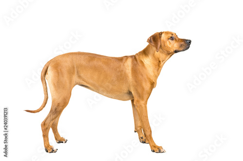Photography Portrait of a Rhodesian Ridgeback dog isolated on white background studio shot