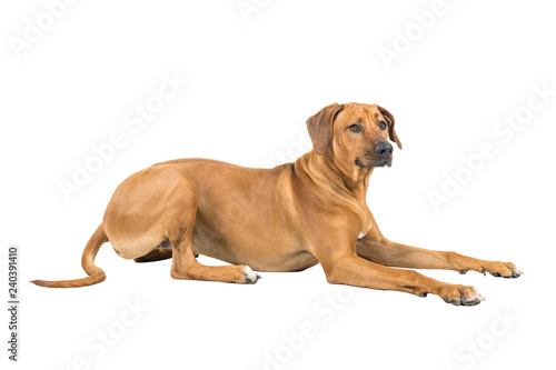 Portrait of a Rhodesian Ridgeback dog isolated on white background studio shot