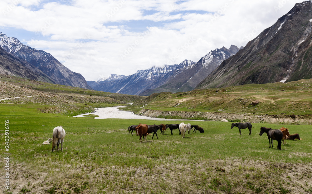 Group of beautiful horse in grassland with snow peak background,Jammu-Kashmir,Northern India