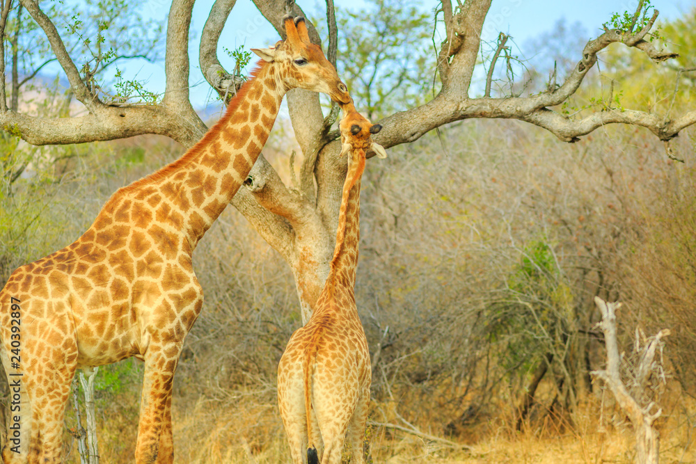 Fototapeta premium Mama żyrafa z cielakiem w Madikwe Game Reserve, RPA. Dwie żyrafy wyciągające się wysoko do jedzenia z suchego drzewa.