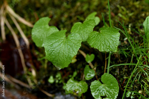 Wallpaper Mural 山の自生わさび Torontodigital.ca