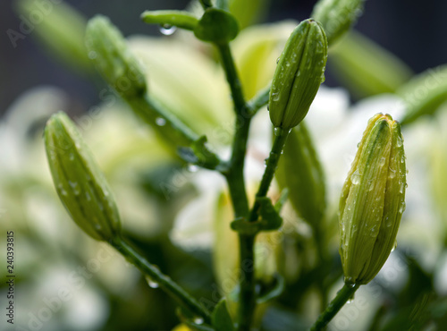Fototapeta Naklejka Na Ścianę i Meble -  A buds of Daylily in drops after the rain. Selective focus.