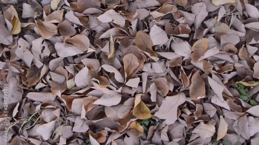 dry leaves on the ground dry leaves on the ground