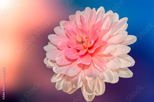 Fototapeta Naklejka Na Ścianę i Meble -  pink dahlia on bokeh