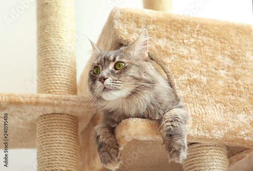 Fototapeta Naklejka Na Ścianę i Meble -  Adorable Maine Coon on cat tree at home