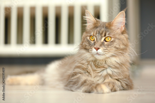 Fototapeta Naklejka Na Ścianę i Meble -  Adorable Maine Coon cat on floor at home. Space for text
