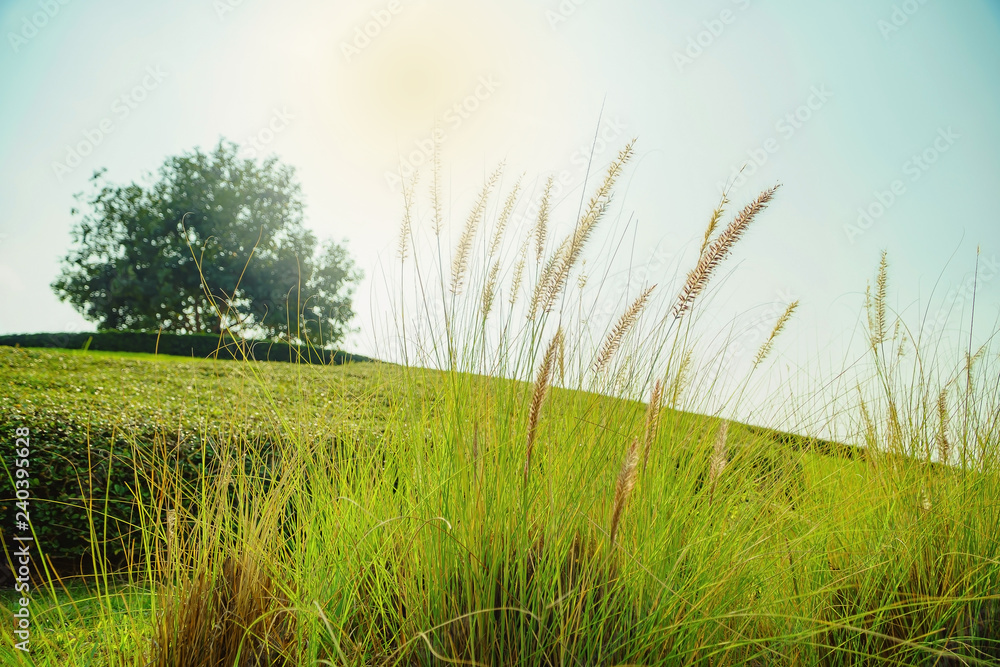 Grass flower in the golden light in sunrise, Beautiful grass flower with sunlight, Naturally beautiful flowers in the garden. Grass flower in the golden light in sunrise, Beautiful grass flower with sunlight, Naturally beautiful flowers in the garden.