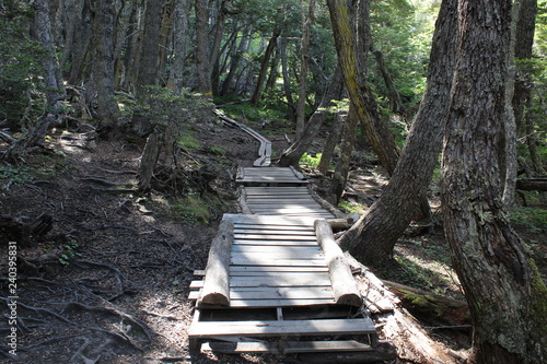 Road  to  the  forest