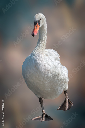 cute swan on background