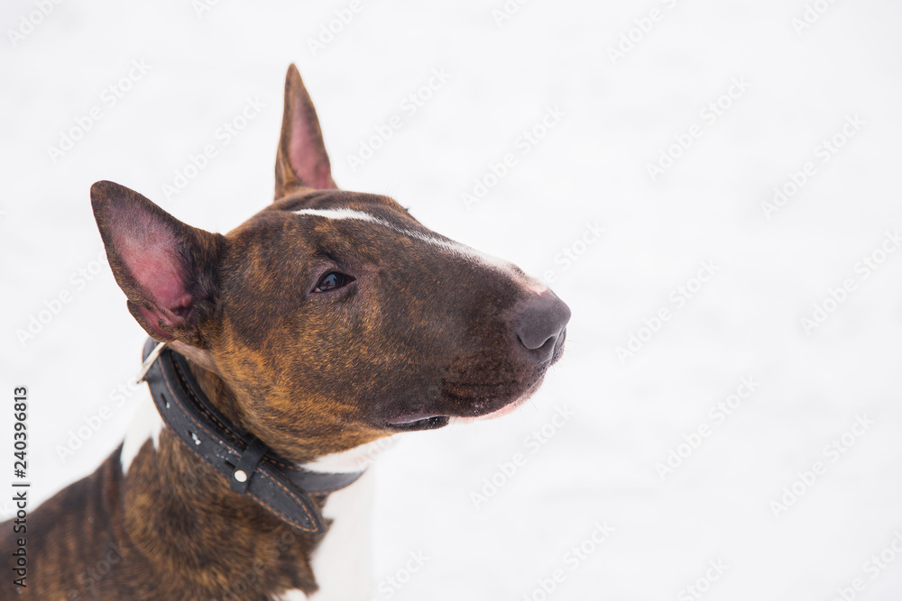 Brown bull terrier sitting on the snow in the park
