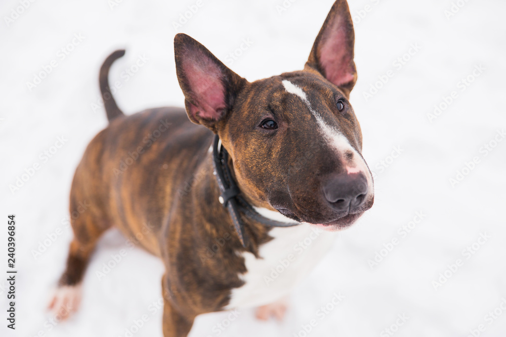 Brown bull terrier sitting on the snow in the park