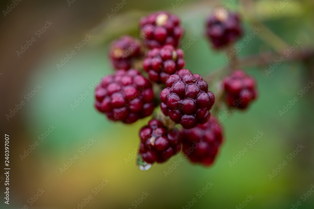 Branch of ripe red berries of blackberry Branch of ripe red berries of blackberry