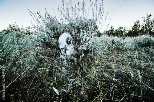 skull in sage bush