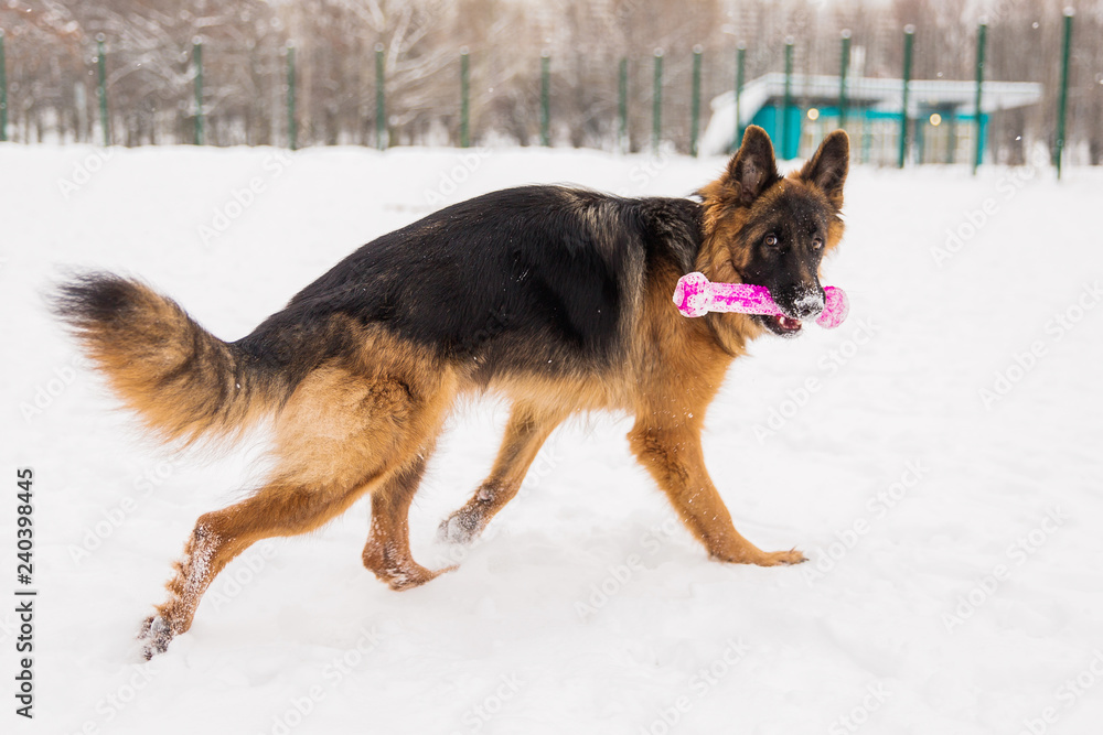 Brown shepherd with toy walking on the snow in park on the playground