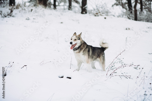 dog in winter forest