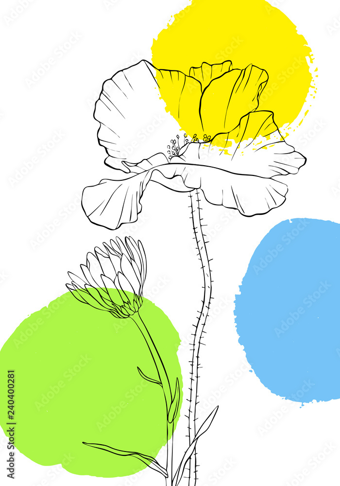 vector drawing poppy flowers vector drawing poppy flowers