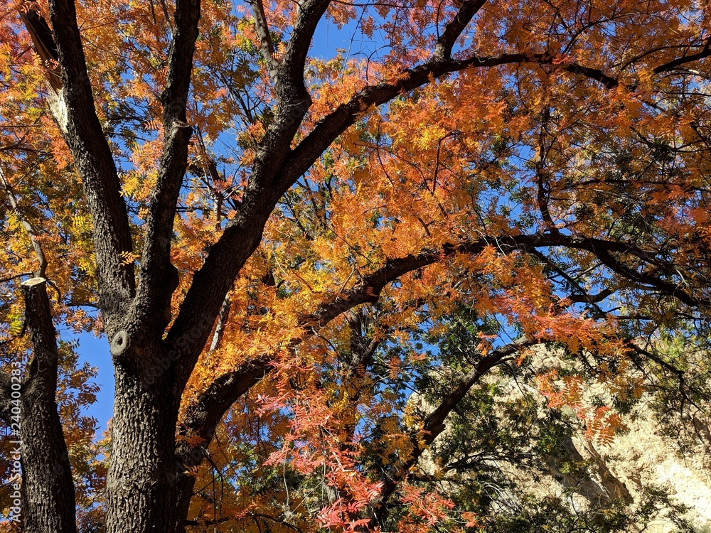 Autumn foliage Autumn foliage