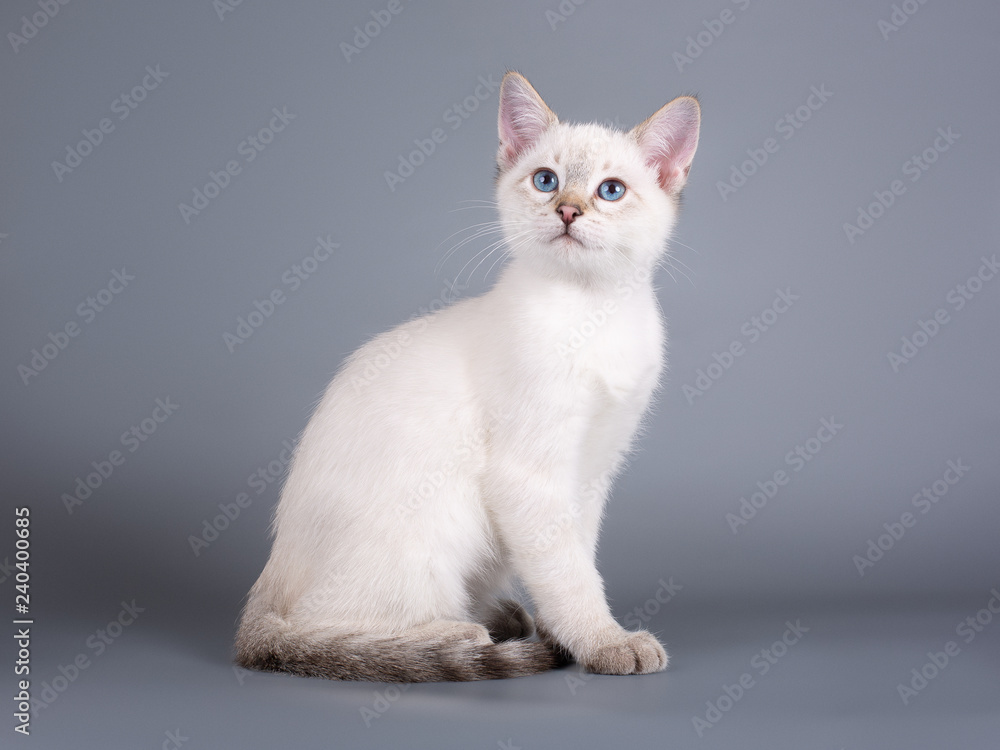 Thai tabby kitten on a gray background