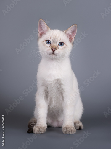 Thai tabby kitten on a gray background