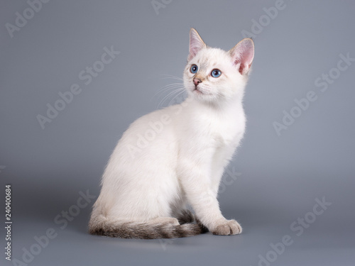 Thai tabby kitten on a gray background © Светлана Федоренко