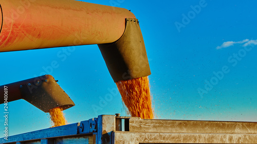 Pouring corn grain into tractor trailer after harvest photo