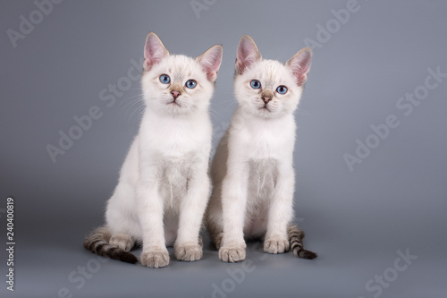 Two thai kittens are sitting on a gray background