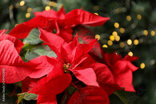 Beautiful poinsettia on blurred background. Traditional Christmas flower photo