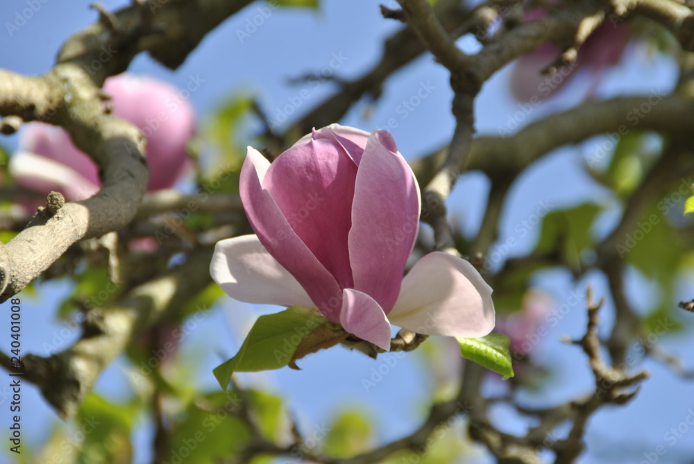 Tiere Pflanzen Tierpark Blumen Fische Tiere Pflanzen Tierpark Blumen Fische